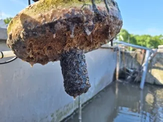 eVide Sensor mit Biofilm im Abwasserumfeld